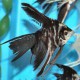 Pterophyllum scalare marble l.f. 3 - 3,5 cm