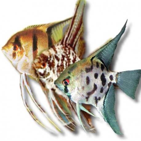 Pterophyllum scalare mix 2,5 - 3 cm