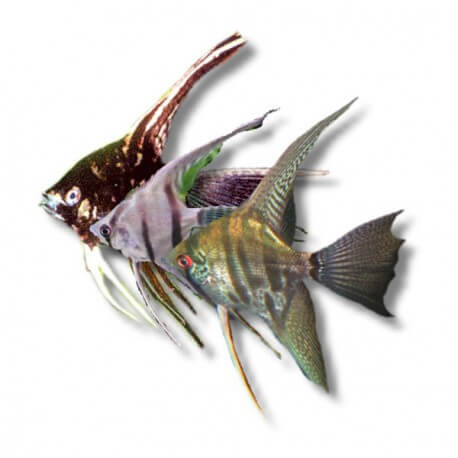 Pterophyllum scalare mix l.f. L (5,5 - 6 cm)