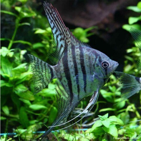 Pterophyllum scalare zebra 3 - 3,5 cm