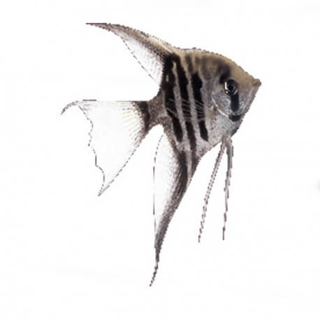 Pterophyllum scalare zebra l.f. 3 - 3,5 cm