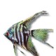 Pterophyllum scalaire zebra smoke long fine1,5-2cm