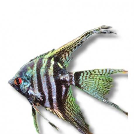 Pterophyllum scalare zebra smoke l.f. 5 - 5,5 cm