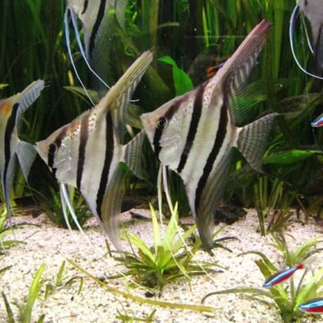 Pterophyllum scalare scalare 4 - 5 cm