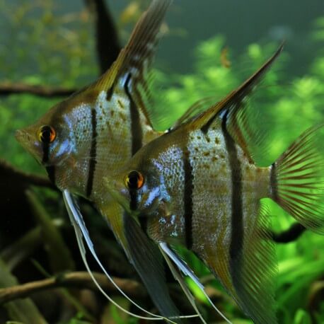 Pterophyllum scalare rio nanay 3 - 3,5 cm