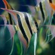 Pterophyllum altum Dantume  wild form XL (6 - 7 cm)