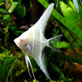 Pterophyllum altum Dantume  albino wild 3 - 4 cm