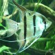 Pterophyllum scalaire leopoldi Xingu WF 3-3,5cm