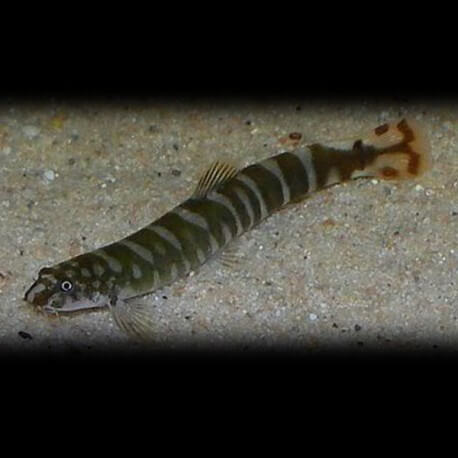 Aborichthys sp