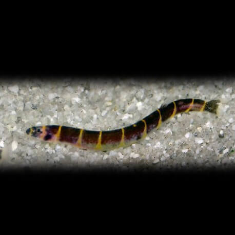 Acanthophthalmus kuhli 6 - 7 cm