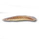 Pterygoplichthys gibbiceps 10 cm
