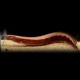 Mastacembelus borneo python 27-30cm