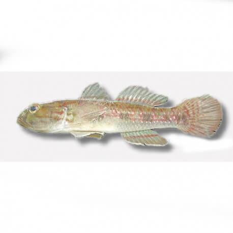 Gobius viridipunctatus 4-5cm