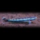 Stiphodon sp. undio blue 3 - 6 cm