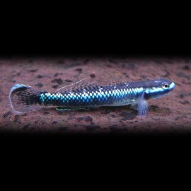 Stiphodon sp. undio blue 3 - 6 cm