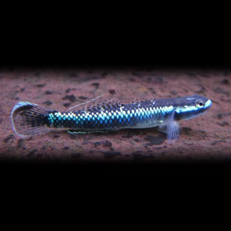 Stiphodon sp. undio blue 3 - 6 cm