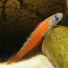 Stiphodon sp. undio orange 3-6cm