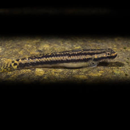 Stiphodon sp. undio striped 2-3cm