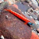 Stiphodon sp. Orange Goby 3,5-4cm