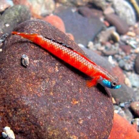 Stiphodon sp. Orange Goby 3,5-4cm