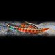 Stiphodon red neon sumatra goby 4 - 5 cm