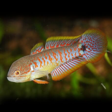 Tateurndina ocellicauda 3 - 3,5 cm