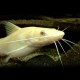 Mystus sp. albino yellow 8-10cm