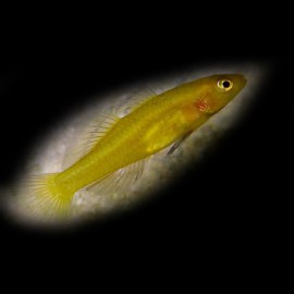 Mugilogobius rexi 3-4cm