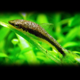 Otocinclus affinis 2 cm