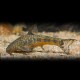 Otocinclus flexilis 3-4cm