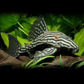 Panaque nigrolineatus 15 - 20 cm