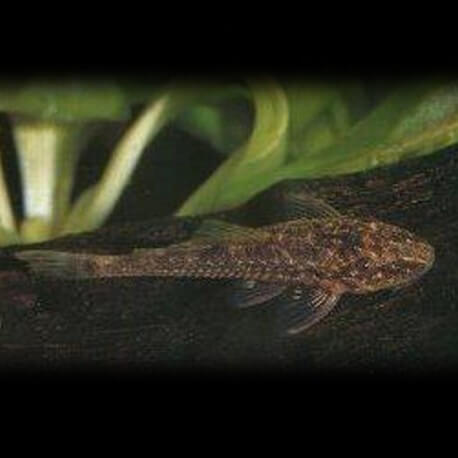 Paraotocinclus sp. britzki 1 - 2 cm