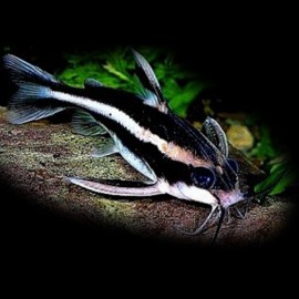 Platydoras costatus 2,5 - 3 cm