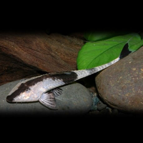 Pseudohemiodon apithanos 12 - 15 cm