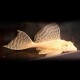 Pterygoplichthys gibbiceps gold 5 cm