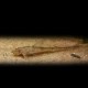 Sturisoma foerschi 6 - 8 cm