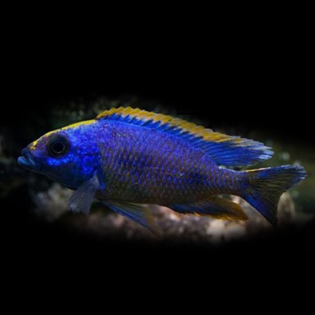 Aristochromis lombardoi 5-7cm