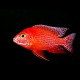 Aulonocara sp. firefish 4 - 5 cm