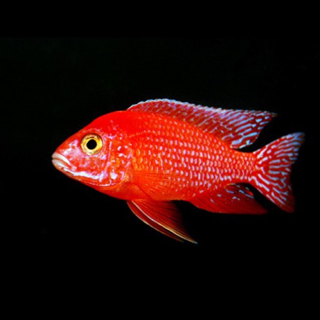 Aulonocara sp. firefish 5 - 6 cm