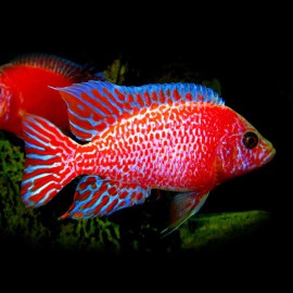 Aulonocara sp. red dragon XL