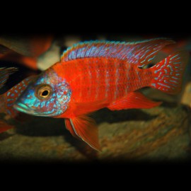 Aulonocara sp. rubin red XL