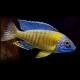 Aulonocara steveni blue neon 6 - 7 cm