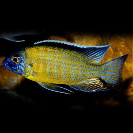 Aulonocara stuargrandi Maison reef XL