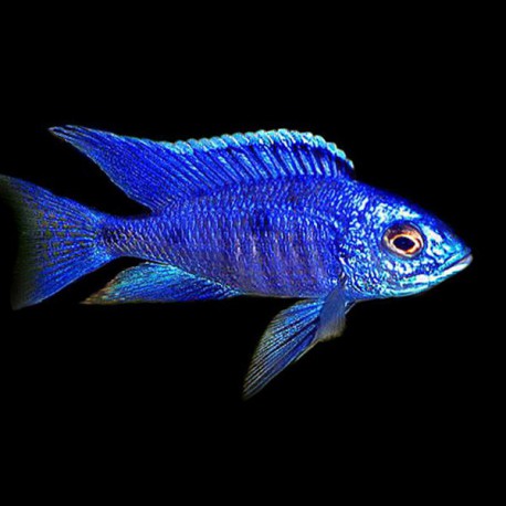 Copadichromis azureus 4 - 5 cm