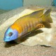 Copadichromis sp. tanzania yellow 4-5cm