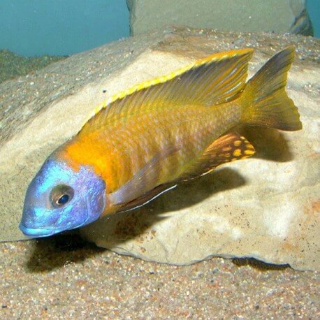 Copadichromis sp. tanzania yellow 4-5cm