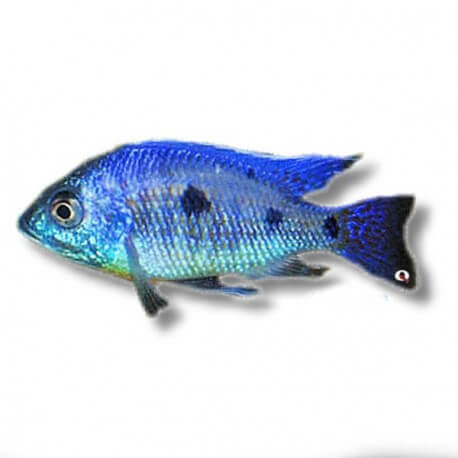 Copadichromis verdunji deep blue 4 cm