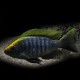 Copadichromis virginalis gold 4-5cm