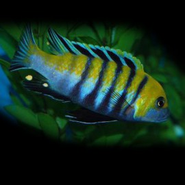 Cynothilapia afra cobue true 4 - 5 cm