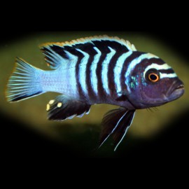 Cynotilapia afra red dorsal 4 - 5 cm